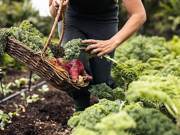 huebner-Ratgeber-Heimisches_Superfood