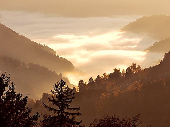 Schwarzwald mit Nebel