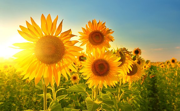 Sei deine eigene Sonnenblume