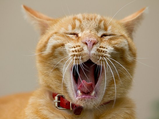 müde Katze
