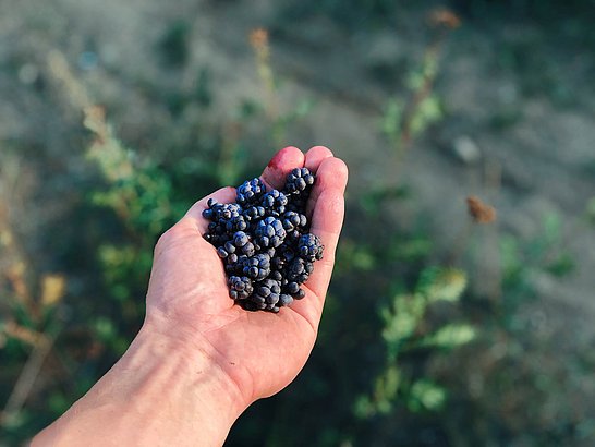 huebner-Ratgeber-Heimisches_Superfood_Brombeeren