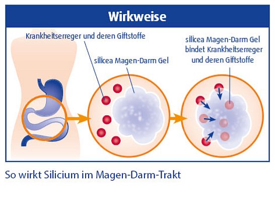 Hübner Wirkung Silicium im Magen Darm Trakt Grafik