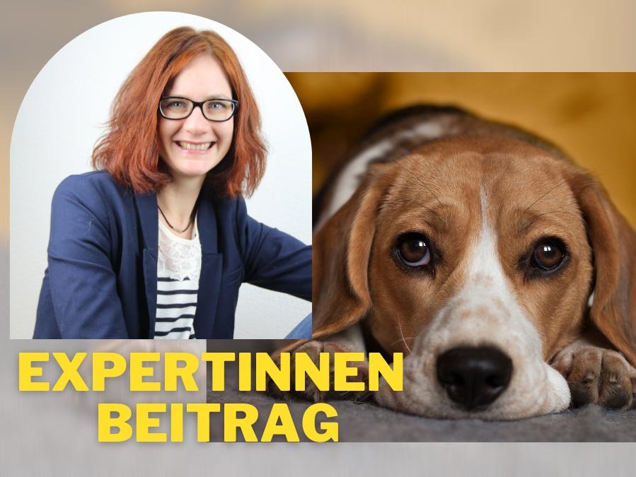 Hübner Expertinnenbeitrag Hund hat Durchfall