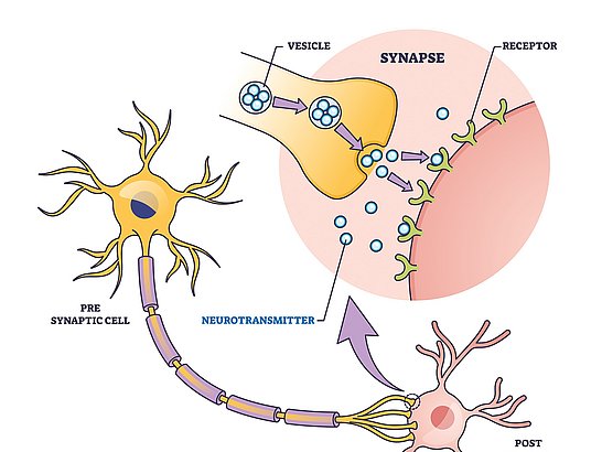 Neurotransmitter