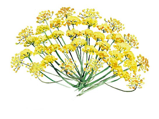 Fenchel