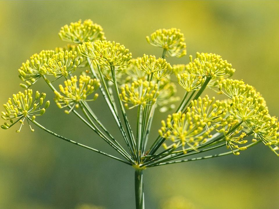 Fenchel