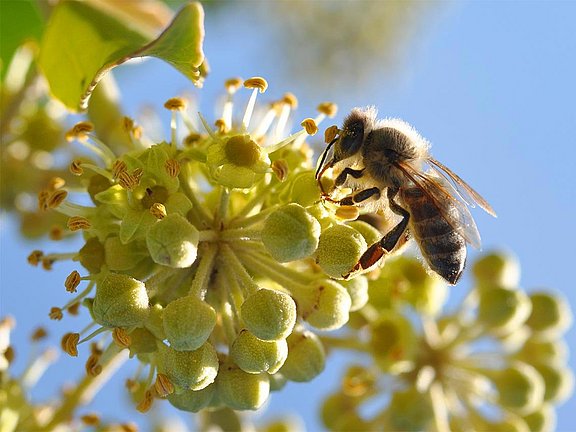Hübner Biene auf Weinreben
