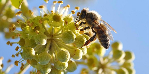 Hübner Biene auf Weinreben