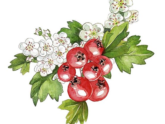 hübner weißdorn
