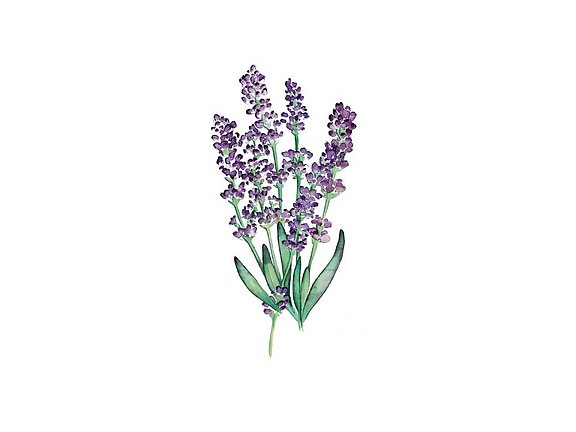 Lavendel