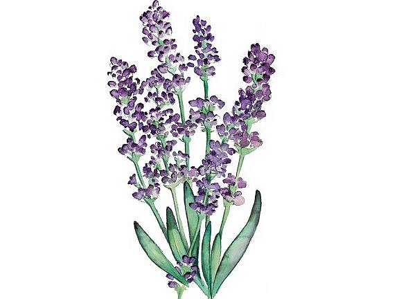 Lavendel