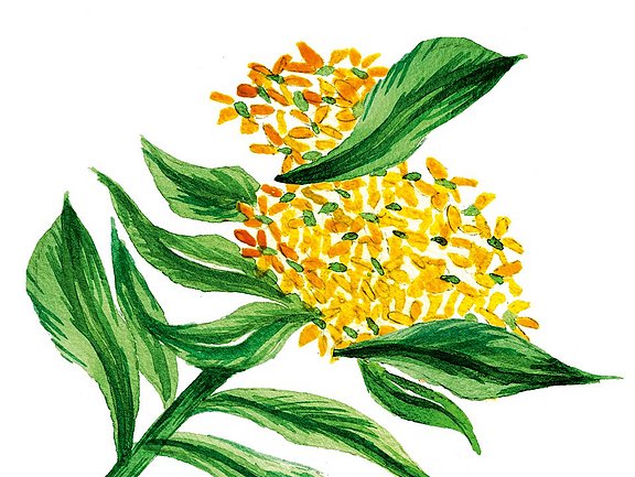 Rhodiola